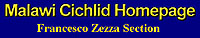 Malawi Cichlid Homepage - Zezza