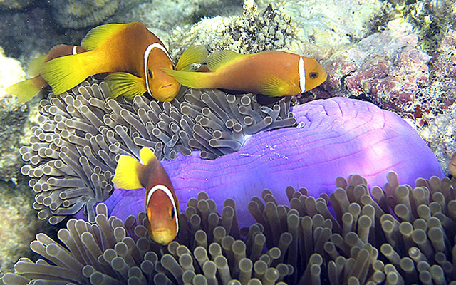 Amphiprion nigripes