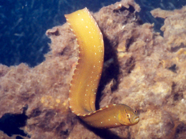 Apodichthys flavidus