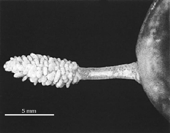 Artedidraco glareobarbatus