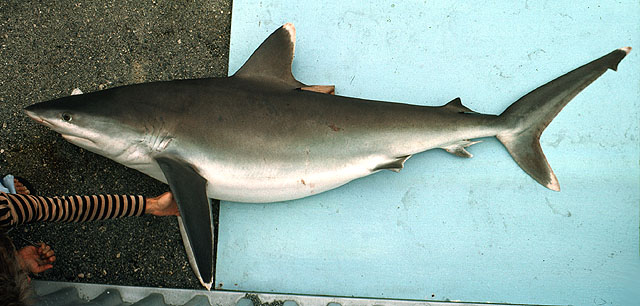 Carcharhinus albimarginatus