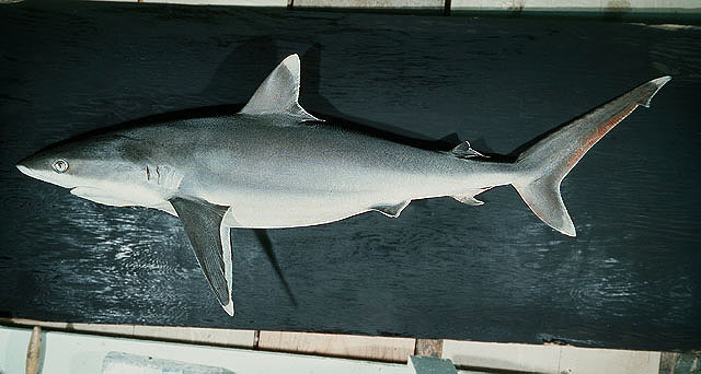 Carcharhinus albimarginatus