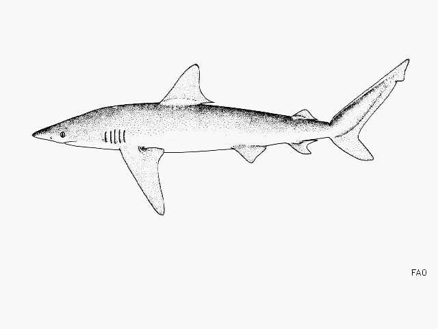Carcharhinus brachyurus