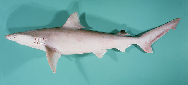Carcharhinus dussumieri