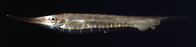 Centriscus scutatus