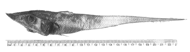 Coelorinchus mediterraneus