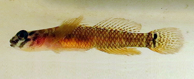 Corcyrogobius pulcher
