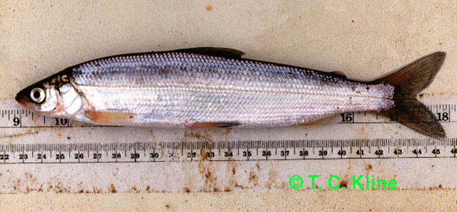 Coregonus sardinella