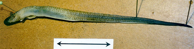 Encheliophis gracilis