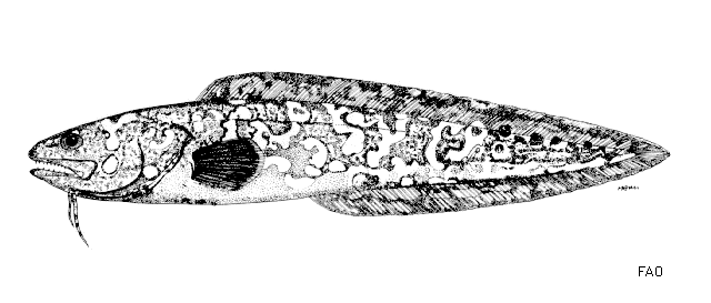 Genypterus maculatus