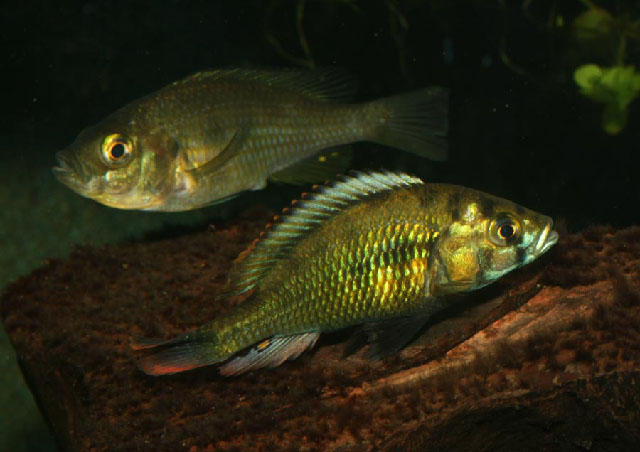 Haplochromis erythromaculatus