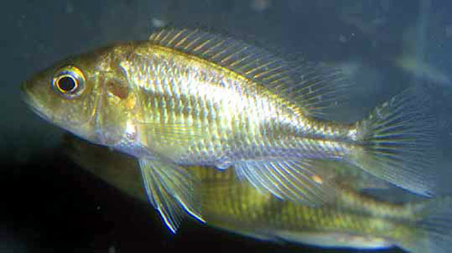 Haplochromis ishmaeli