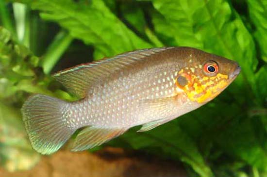 Rubricatochromis cerasogaster