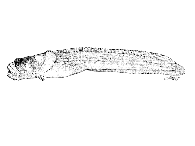 Pogonolycus marinae