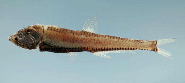 Pollichthys mauli