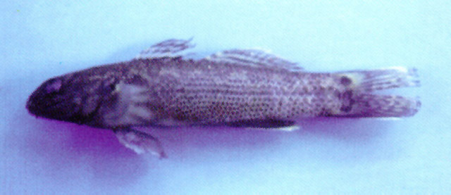 Papuligobius ocellatus