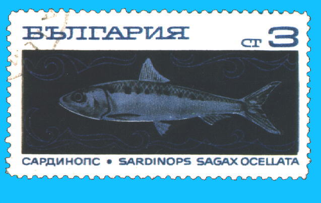 Sardinops sagax