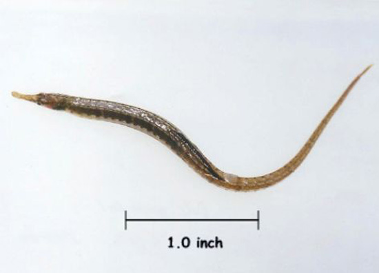 Syngnathus scovelli