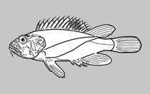 Image of Cheroscorpaena tridactyla (Humpback waspfish)