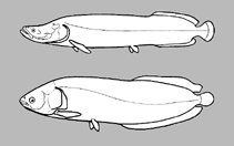 Image of Arapaima agassizii 