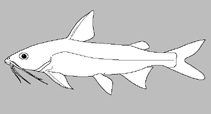Image of Brustiarius nox (Comb-gilled catfish)