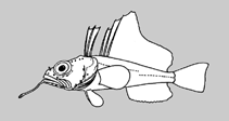 Image of Pogonophryne stewarti (Whipbeard plunderfish)