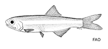Image of Anchoviella manamensis (Manamo anchovy)