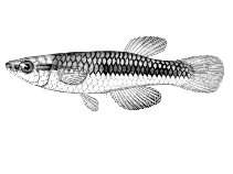 Image of Lacustricola mediolateralis 