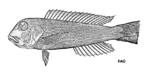 Image of Branchiostegus ilocanus 