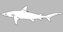 Image of Glyphis fowlerae (Borneo river shark)