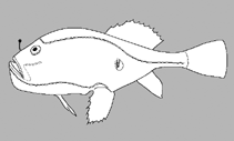 Image of Chaunax russatus (Red coffinfish)
