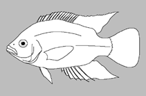 Image of Haplochromis olivaceus 