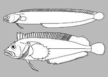 Image of Ophiclinus pectoralis (Whiteblotch snake blenny)