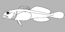 Image of Antipodocottus elegans (Dwarf sculpin)