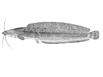Image of Clarias theodorae (Snake catfish)