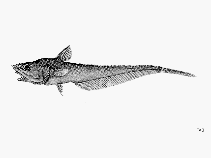 Image of Coryphaenoides anguliceps (Loosescale grenadier)