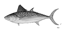 Image of Cybiosarda elegans (Leaping bonito)