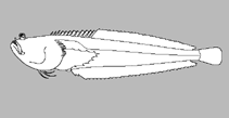 Image of Gillellus ornatus (Ornate stargazer)