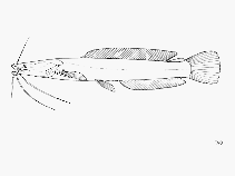 Image of Dinotopterus cunningtoni 