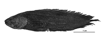 Image of Diancistrus niger (Dark coralbrotula)