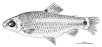 Image of Distichodus teugelsi 