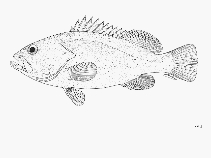 Image of Hyporthodus perplexus (Puzzling grouper)