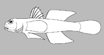 Image of Carrigobius amblyrhynchus (Blunt-snout goby)