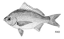 Image of Gerres decacanthus (Small Chinese silver-biddy)