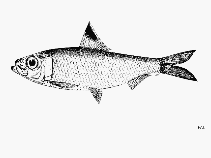 Image of Herklotsichthys spilura (Reunion herring)