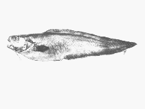 Image of Hoplobrotula gnathopus (False kinglip)