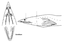 Image of Ichthyapus insularis 