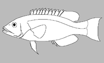Image of Hologymnosus longipes (Sidespot longface wrasse)