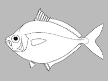 Image of Equulites aethopos (Red Sea elongate ponyfish)