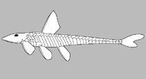 Image of Hypostomus albopunctatus 
